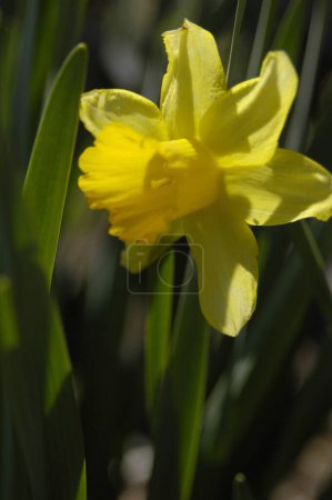 Photo for Close-up view of beautiful daffodil flower in the garden - Royalty Free Image