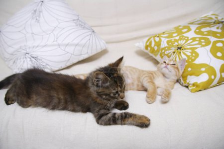 Téléchargez les photos : Deux chatons se relaxent sur le canapé - en image libre de droit
