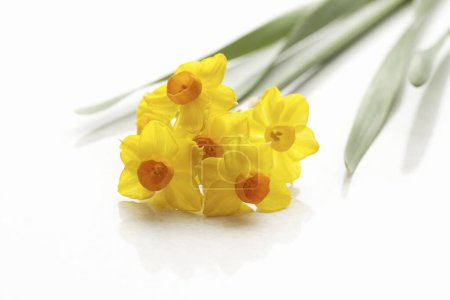 Foto de Hermosos narcisos amarillos sobre fondo blanco - Imagen libre de derechos