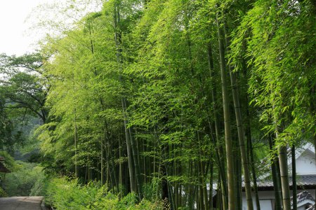 Téléchargez les photos : Une route avec un bouquet d'arbres des deux côtés - en image libre de droit