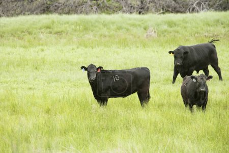 Foto de Cows grazing on farm at daytime - Imagen libre de derechos