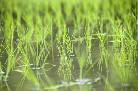 Téléchargez les photos : Fermer les plants de riz qui poussent dans l'eau de la rizière - en image libre de droit