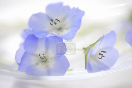 Téléchargez les photos : Vue rapprochée de belles fleurs bleues sur fond blanc - en image libre de droit