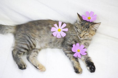 Photo for Cat sleeping with pink  flowers on background, close up - Royalty Free Image
