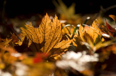 Téléchargez les photos : Feuilles d'automne dans le parc en arrière-plan, gros plan - en image libre de droit