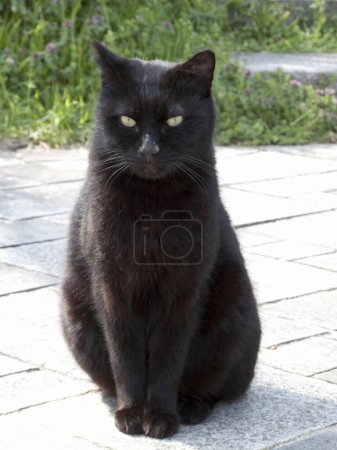 Photo for Black cat sitting on the bench - Royalty Free Image