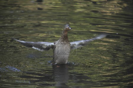 Téléchargez les photos : Canard mignon avec de belles ailes sur l'étang dans le parc. - en image libre de droit