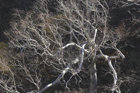 Téléchargez les photos : Membres nus des arbres d'hiver - en image libre de droit