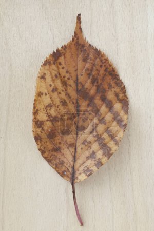 Photo for Close-up view of bright autumn leaf on the wooden background - Royalty Free Image