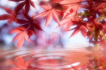 Téléchargez les photos : Un étang avec une ondulation dans l'eau et les feuilles - en image libre de droit