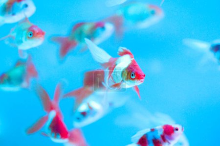 Téléchargez les photos : Beau poisson rouge nageant dans l'aquarium en arrière-plan - en image libre de droit