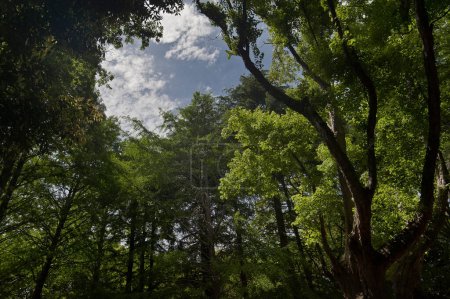 Téléchargez les photos : Belle vue sur la forêt verte au printemps - en image libre de droit