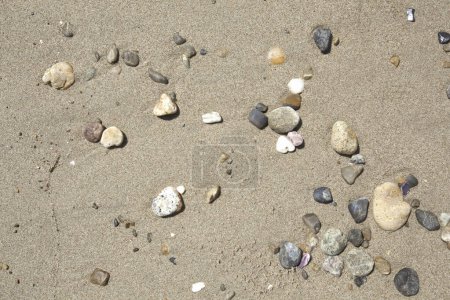 Téléchargez les photos : Une plage avec rochers et coquillages sur le sable - en image libre de droit