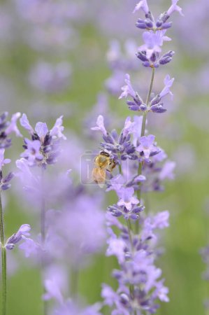Téléchargez les photos : Miel abeille collecte nectar de fleurs pourpres, gros plan - en image libre de droit