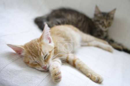 Téléchargez les photos : Gros plan de chatons domestiques mignons - en image libre de droit
