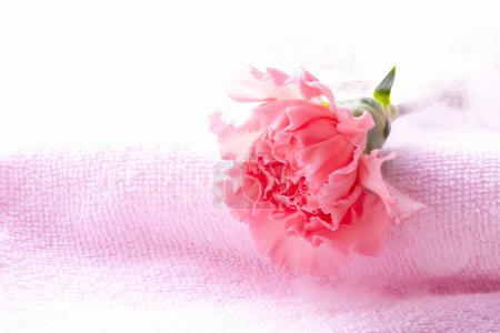 Téléchargez les photos : Rose rose sur fond blanc, gros plan. fond romantique. - en image libre de droit