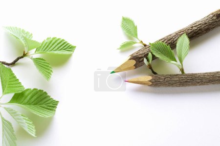 Photo for Pencils with tree leaves isolated on white background - Royalty Free Image