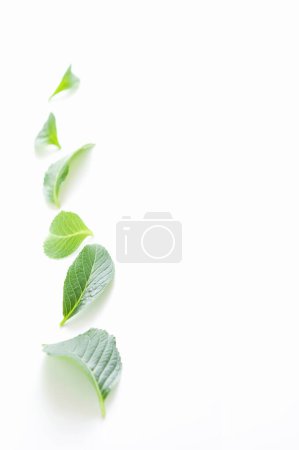 Foto de Vista de cerca de hojas verdes frescas aisladas sobre fondo blanco con espacio de copia - Imagen libre de derechos
