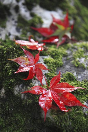 Foto de Hermosas hojas de arce de otoño brillante en el musgo verde en el bosque - Imagen libre de derechos