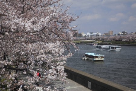 Foto de Flor de cerezo en el parque de la ciudad de Japón - Imagen libre de derechos