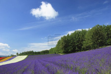 Téléchargez les photos : Beau paysage avec un champ de ciel bleu - en image libre de droit