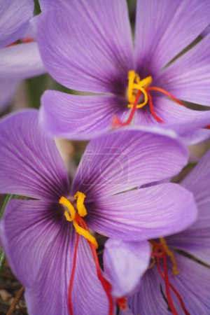 Téléchargez les photos : Belles fleurs violettes sur fond de nature - en image libre de droit
