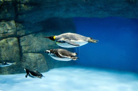 Téléchargez les photos : Beaux pingouins nageant sous l'eau à l'aquarium - en image libre de droit