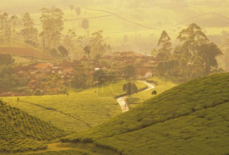 Photo for Green tea plantation on Java island, Indonesia - Royalty Free Image