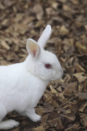 Téléchargez les photos : Blanc beau lapin gros plan portrait - en image libre de droit
