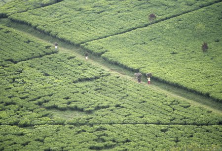 Téléchargez les photos : Plantation de thé vert sur l'île de Java, Indonésie - en image libre de droit