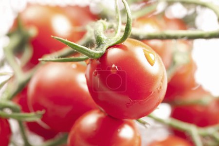 Foto de Vista de cerca de tomates rojos orgánicos frescos maduros - Imagen libre de derechos