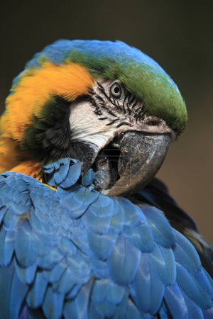 Téléchargez les photos : Vue rapprochée du magnifique perroquet coloré dans le zoo - en image libre de droit