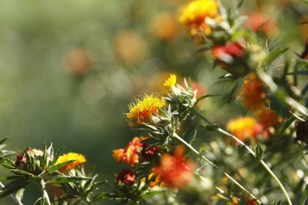 Foto de Coloridas flores de verano sobre fondo borroso - Imagen libre de derechos