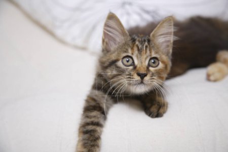 Téléchargez les photos : Petit chaton rayé sur un canapé - en image libre de droit