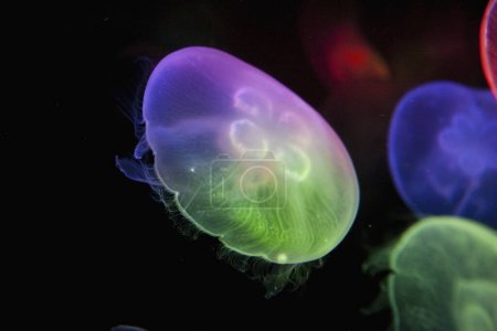 Foto de Hermosas medusas flotando en el agua de mar - Imagen libre de derechos
