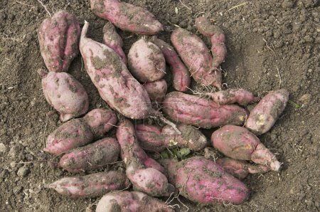 Foto de Pila de batatas excavadas en el suelo - Imagen libre de derechos