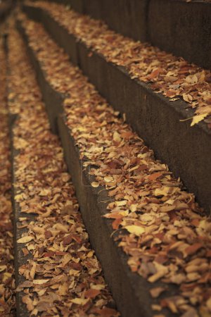 Téléchargez les photos : Feuilles d'automne tombées sur les escaliers - en image libre de droit