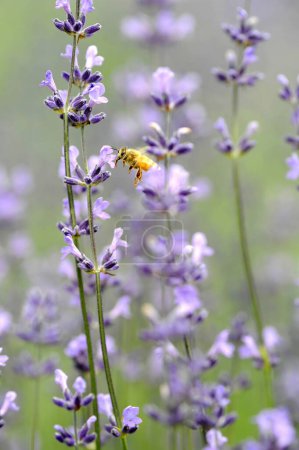 Téléchargez les photos : Miel abeille collecte nectar de fleurs pourpres, gros plan - en image libre de droit
