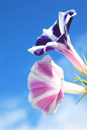 Foto de Una flor con un cielo azul en el fondo - Imagen libre de derechos
