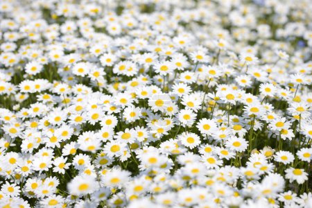 Photo for Beautiful white chamomile flowers in the garden - Royalty Free Image