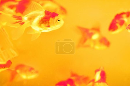 Foto de Hermoso pez dorado nadando en el acuario en el fondo - Imagen libre de derechos
