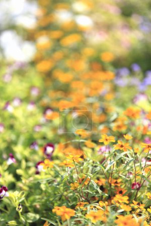 Foto de Vista de cerca de hermosas flores de colores en el jardín - Imagen libre de derechos