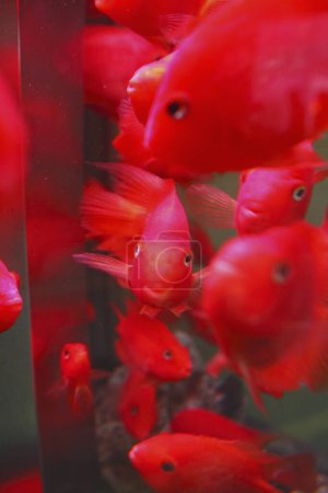 Téléchargez les photos : Gros plan de poissons rouges dans l'aquarium - en image libre de droit