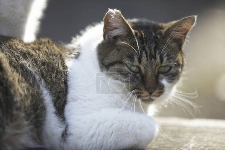 Téléchargez les photos : Gros plan de mignon chat dans la rue - en image libre de droit