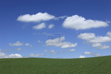 Photo for Green field and sky on nature background - Royalty Free Image