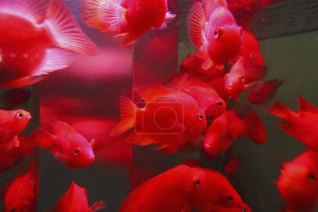Foto de School of beautiful red fish in aquarium - Imagen libre de derechos