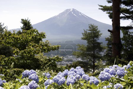Téléchargez les photos : Mont Fuji et fleurs poussant sur la pelouse au Japon - en image libre de droit