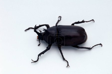 Foto de Un escarabajo sobre una superficie blanca, de cerca - Imagen libre de derechos