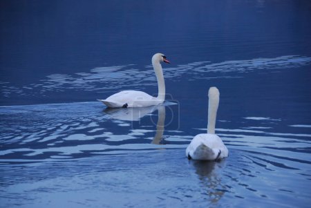 Foto de Hermosos cisnes blancos en el lago en el fondo de la naturaleza - Imagen libre de derechos