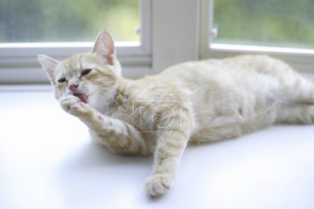 Foto de Lindo gato rojo en casa, primer plano retrato - Imagen libre de derechos